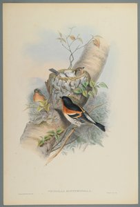 Fringilla Montifringilla - Bramblefinsh (ليثو ملون على ورق منسوج) بواسطة جون جولد