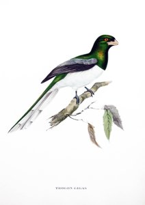 التروجون العملاق، طائر من الهند، نقش من كتاب لجون جولد (1804-1881) quot;الطيور الاستوائيةquot; بواسطة جون جولد