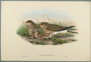 Glareola Pratincola - Pratincole الشائعة (ليثو ملونة على ورق منسوج) بواسطة جون جولد