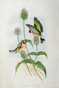 Goldfinch (Carduelis Elegans) (اليد الملونة ليثو)