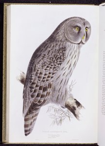 البومة السينمائية العظيمة ، من "طيور بريطانيا العظمى" ، نشرت في لندن ، 1862-1873 بواسطة جون جولد