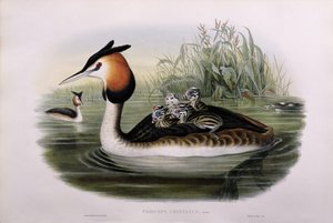 غريت كريستيد العظيم (Podiceps Cristatus) (اليد الملونة ليثو)