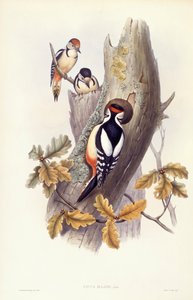 نقار الخشب الكبير المرقط (Dendrocopos major) ، نقش جون جولد بواسطة جون جولد