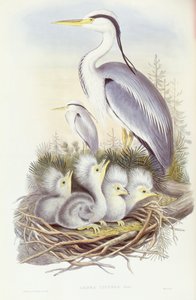 مالك الحزين الرمادي (Ardea cinerea) ، نقش بواسطة John Gould بواسطة جون جولد