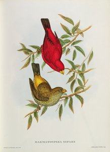 Haematospiza Sipahi ، توضيح من "طيور آسيا" ، المجلد. أنا ، الأجزاء I-VI ، بقلم جون جولد ، 1850-1854
