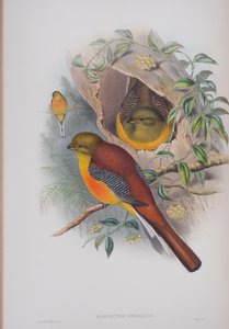 Harpactes Oreskios ، لوحة من طيور بريطانيا العظمى بواسطة جون جولد ، تم نشرها 1862-1873 (ليثو ملون يدويًا) بواسطة جون جولد