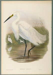 Herodias Garzetta - Little Egret (لون ليثو على ورق منسوج) بواسطة جون جولد