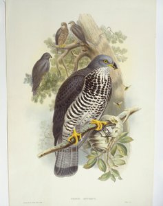 صقر العسل (Pernis apivorus) ، رسم توضيحي بواسطة جون جولد