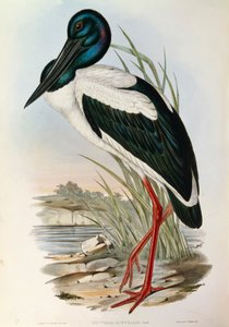 رسم توضيحي من فيلم John Gould "The Birds of Australia" يمثل اللقلق الأسود Ephippiorhynchus asiaticus ، بواسطة جون جولد