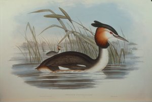 رسم توضيحي من فيلم "The Birds of Australia" لجون جولد يمثل المتوج الجنوبي Grebe Podiceps cristatus australis ، بقلم أوسكار دريسلر بواسطة جون جولد