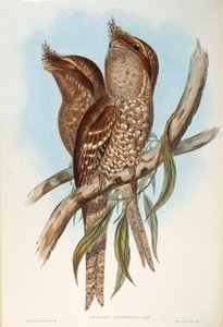 رسم توضيحي من فيلم "The Birds of Australia" لجون جولد يمثل Tawny Frogmouth Podargus strigoides ، بقلم أوسكار دريسلر بواسطة جون جولد