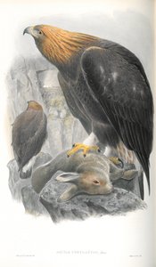 توضيح ل Aquila Chrysaetos (النسر الذهبي) بواسطة جون جولد