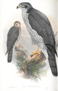 رسم توضيحي لـ Astur Palumbarius (Goshawk) بواسطة جون جولد