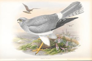 رسم توضيحي لسيرك سيانيوس (Hen Harrier) بواسطة جون جولد
