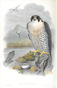 رسم توضيحي لـ Falco Peregrinus (Peregrine Falcon) بواسطة جون جولد