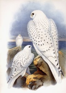 رسم توضيحي للصقور ، 1873 بواسطة جون جولد