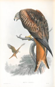 رسم توضيحي لـ Milvus Regalis (طائرة ورقية) بواسطة جون جولد
