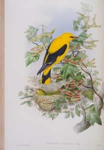 أوريولوس جالبولا ، لوحة من طيور بريطانيا العظمى جون جولد ، نشرت 1862-1873 (ليثو ملون باليد) بواسطة جون جولد