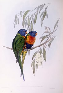 لوريكيت المزخرف (Trichoglossus ornatus) ، نقش جون جولد بواسطة جون جولد