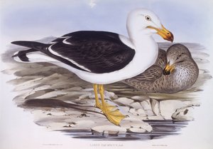 نورس المحيط الهادئ (Larus pacificus) ، نقش بواسطة جون جولد بواسطة جون جولد