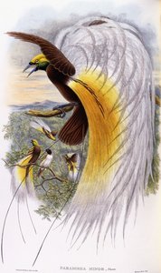 Paradisaea Minor بواسطة جون جولد