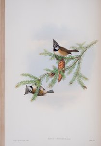 Parus Cristatus ، لوحة من طيور بريطانيا العظمى من قبل جون جولد ، تم نشرها 1862-1873 (ليثو ملون باليد)