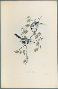 Parus Cyanus: Azure Tit (ليثو ملون على ورق منسوج) بواسطة جون جولد