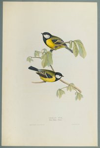 Parus Major: Great Tit (لون ليثو على ورق منسوج) بواسطة جون جولد