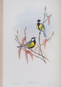 Parus Major ، لوحة من طيور بريطانيا العظمى بواسطة جون جولد ، تم نشرها 1862-1873 (ليثو ملون يدويًا) بواسطة جون جولد