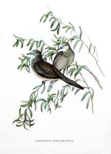 حمامة مسالمة، طيور من أستراليا، نقش من كتاب جون جولد (1804-1881) "الطيور الاستوائية" بواسطة جون جولد