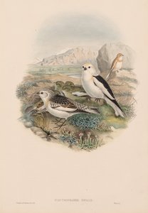 Plestrophanes Nivalis بواسطة جون جولد