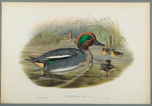 Querquedula Crecca: Teal (لون ليثو على ورق منسوج) بواسطة جون جولد