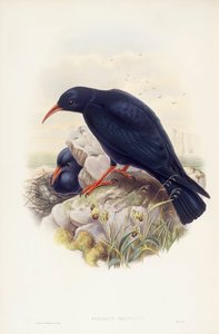 chough ذو المنقار الأحمر (Pyrrhocorax pyrrhocorax) ، نقش بواسطة John Gould بواسطة جون جولد