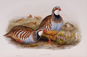 طيور ذات أرجل حمراء ، 1862-1873 بواسطة جون جولد