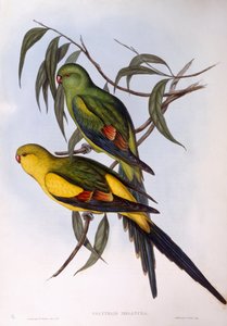 ببغاء ريجنت (Polytelis anthopeplus) ، نقش جون جولد بواسطة جون جولد