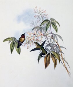 Ruby-throated Hummingbird (Archilochus colubris), engraving from Monograph of Trochilidae or Humming Birds (1849-1861), by John Gould (1804-1881), United Kingdom