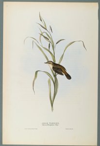 Salicaria Phragmatis: Sedge Warbler (لون ليثو على ورق منسوج) بواسطة جون جولد