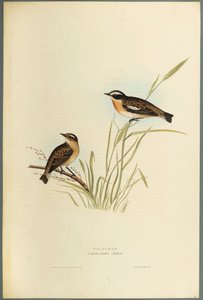 Saxicola Rubetra - Whinchat (لون ليثو على ورق منسوج) بواسطة جون جولد