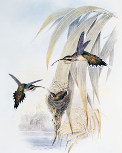 Scale-throated Hermit (Phaethornis eurynome), engraving from Monograph of Trochilidae or Humming Birds (1849-1861), by John Gould (1804-1881), United Kingdom بواسطة جون جولد