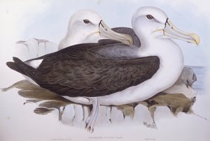 طائر القطرس الخجول (Diomedea o Thalassarche cauta) ، نقش لجون جولد بواسطة جون جولد