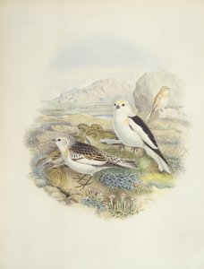 درسة الثلج (Plectrophenax nivalis) ، رسم توضيحي بواسطة جون جولد