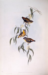 pardalote المرقط (Pardalotus punctatus) ، نقش جون جولد بواسطة جون جولد