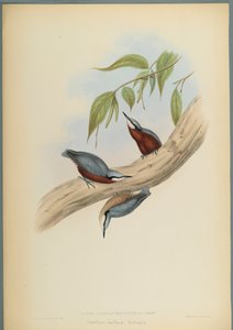 ستيلا Castaneoventris ، Nuthatch كستنائي-بطن (ليثو ملون على ورق منسوج) بواسطة جون جولد