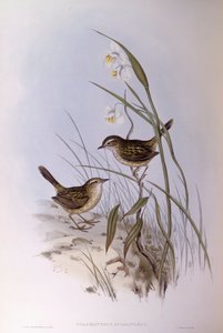 كالامانثوس المشطوب (Calamanthus fuliginosus) ، نقش بواسطة جون جولد بواسطة جون جولد