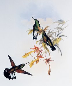 الطائر الطنان ذو الذيل المخطط (Eupherusa eximia) ، نقش من Monograph of Trochilidae أو Humming Birds (1849-1861) ، بقلم جون جولد (1804-1881) ، المملكة المتحدة بواسطة جون جولد