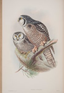 Surnia Funerea ، لوحة من طيور بريطانيا العظمى جون جولد ، تم نشرها 1862-1873 (ليثو ملون يدويًا) بواسطة جون جولد