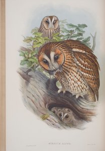 سيرنيوم ألوكو ، لوحة من طيور بريطانيا العظمى جون جولد ، تم نشرها 1862-1873 (ليثو ملون يدويًا) بواسطة جون جولد