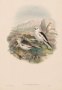 طيور بريطانيا العظمى: Plestrophanes nivalis. بواسطة جون جولد