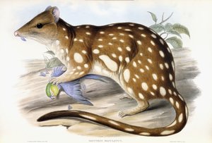 Tiger Quoll بواسطة جون جولد
