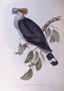 حمامة توبكنوت (Lopholaimus antarcticus) ، نقش بواسطة جون جولد بواسطة جون جولد
